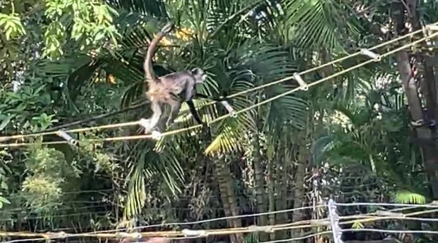 Liberan a ocho monos en espacio del zoológico de Tamatán 1 monos