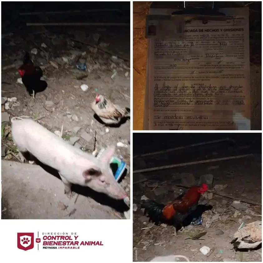 Revisan presencia de animales de granja en Hacienda Las Fuentes 1 614242859 1605964317525465 6034061494013098738 n