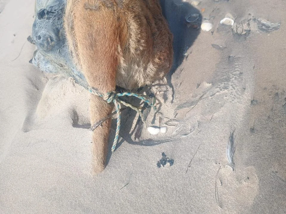 Encuentran a perrita embarazada sin vida en Playa Bagdad 1 615915371 1404005794592142 7037113188530229476 n