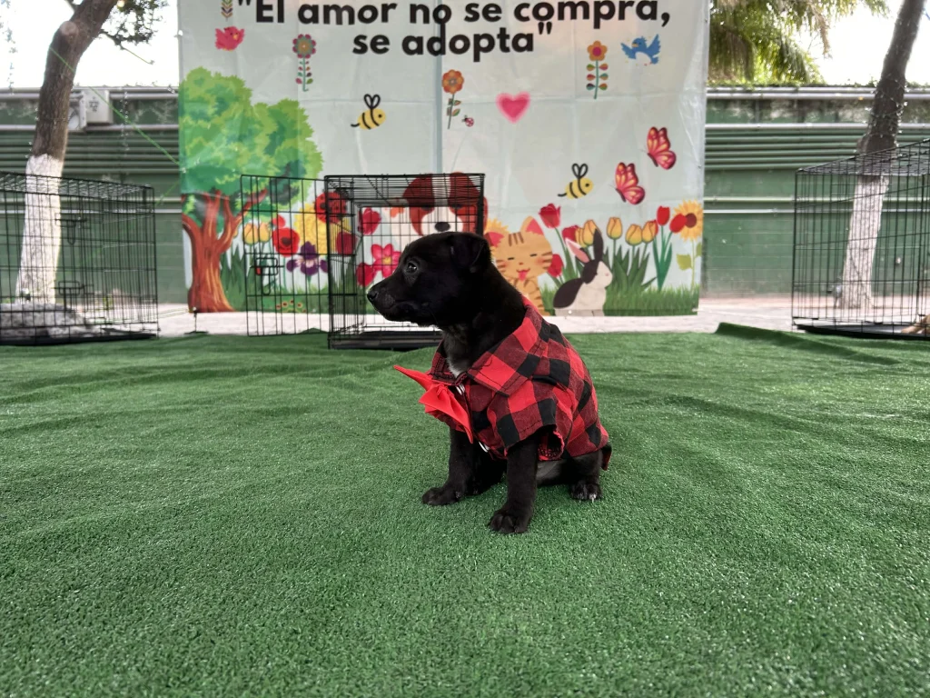 Piden extremar cuidados preventivos para mascotas ante bajas temperaturas 2 618263266 742258341920616 1093012722841954518 n