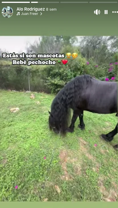 Identifican a caballo que galopaba en Lincoln 2 620162840 1219687482983816 8994009441470227368 n