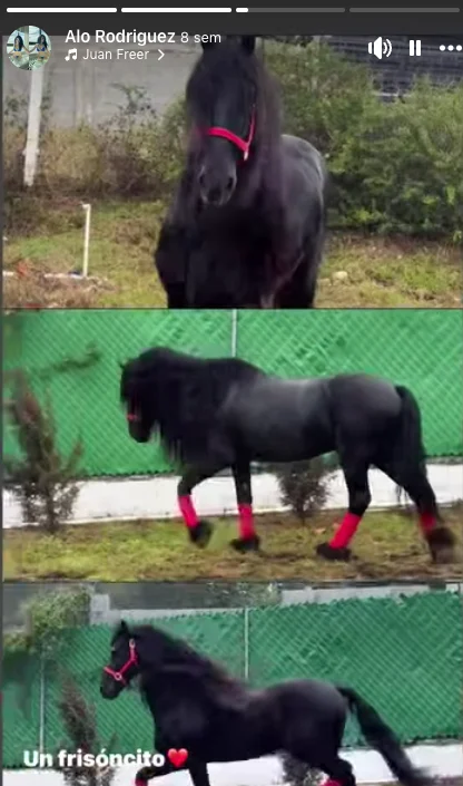 Identifican a caballo que galopaba en Lincoln 1 620573160 1660274648673751 7223122296673250505 n