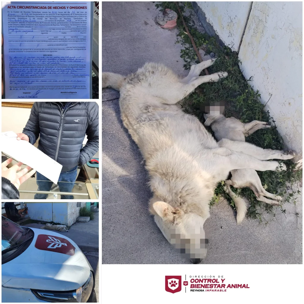 Descarta Bienestar Animal deceso de perritos por motivo de bajas temperaturas 1 621198149 1593433684894692 7723082920669576296 n