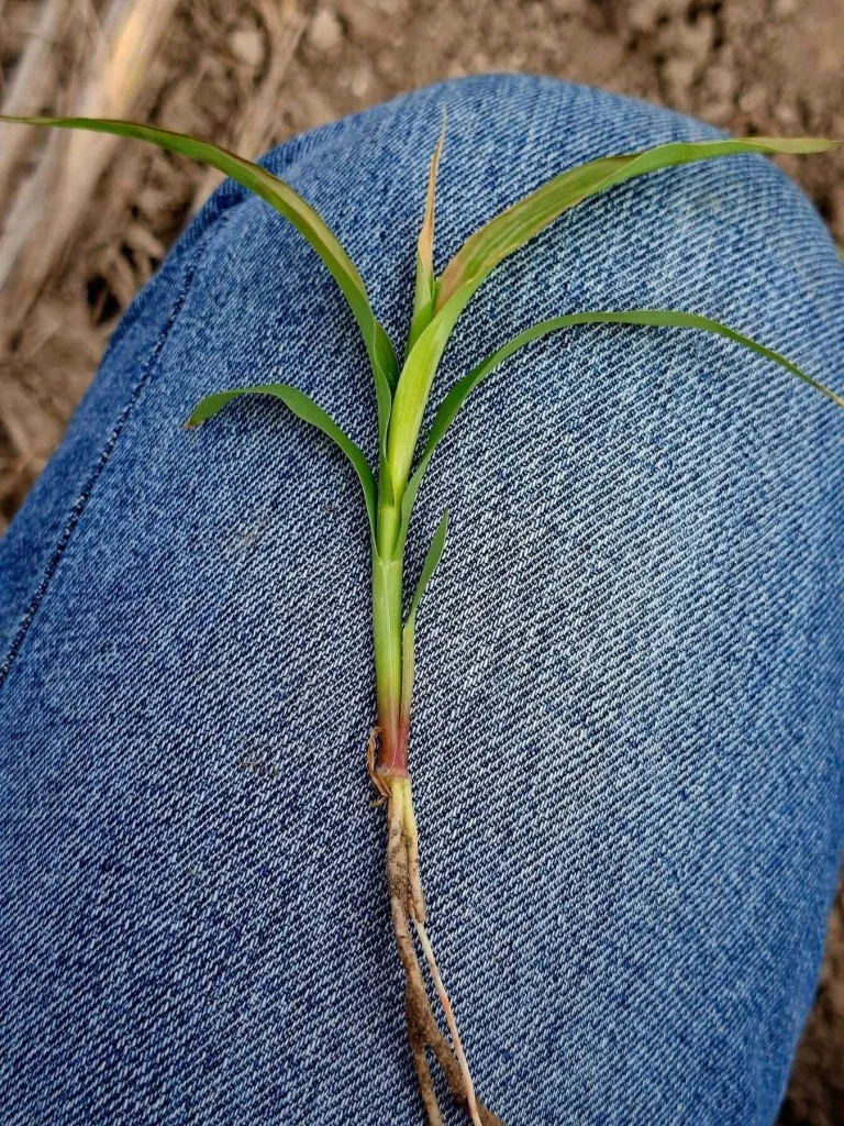 Onda gélida deja afectaciones mínimas en el campo 1 621299766 759396623416651 4914412484701799239 n