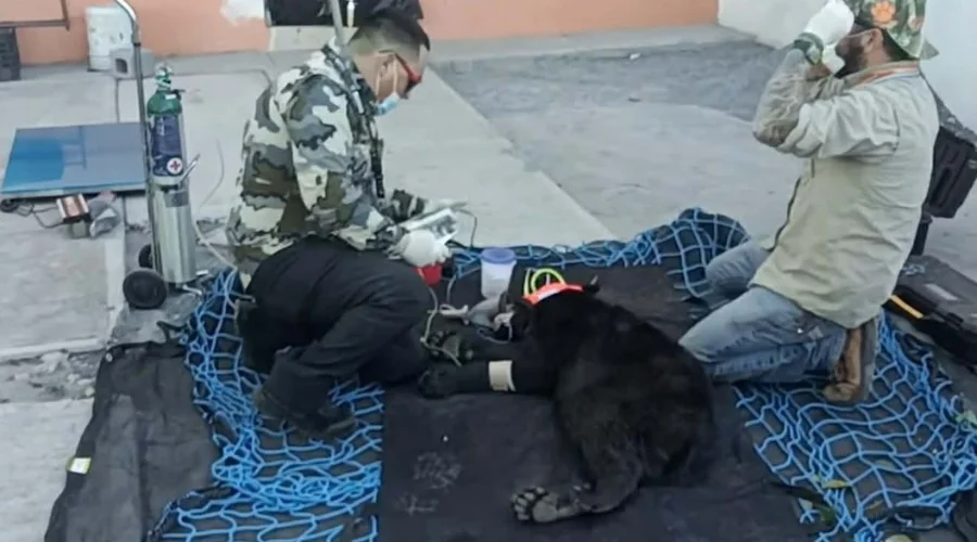 Avistan oso en Apodaca, es rescatado