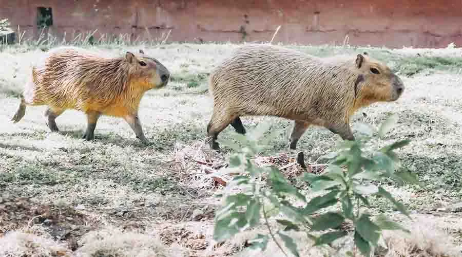 CAPIBARA