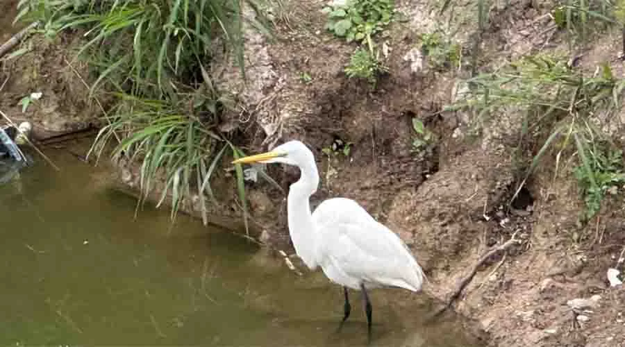 GARZA BLANCA