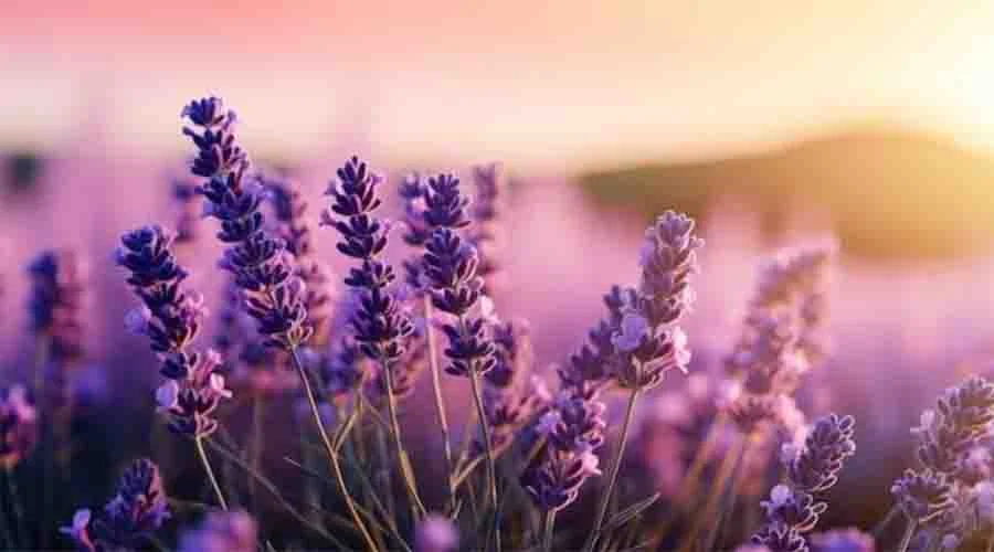 ¿Cómo atraer abejas a tu jardín?; conoce qué tipo de flores usar 1 LAVANDA 123