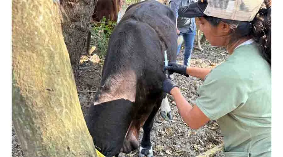 RABIA VACAS 1