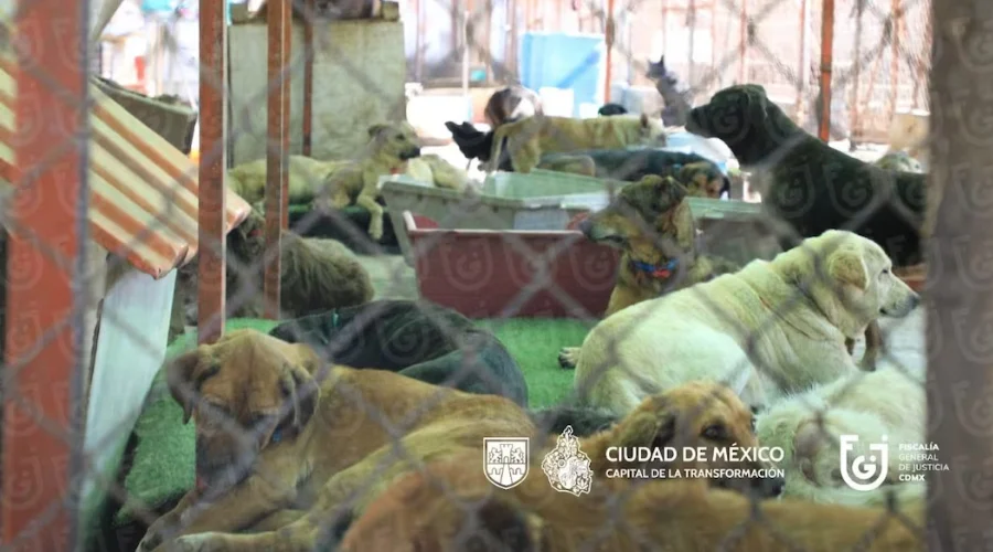 Rescate en Refugio Franciscano revela maltrato animal 1 Rescate en Refugio