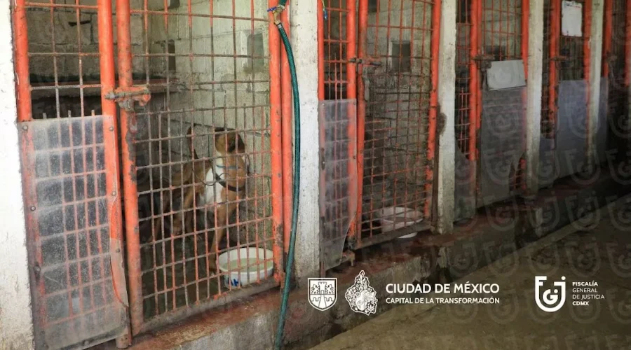 Rescate en Refugio Franciscano revela maltrato animal 2 Rescate en Refugio Franciscano