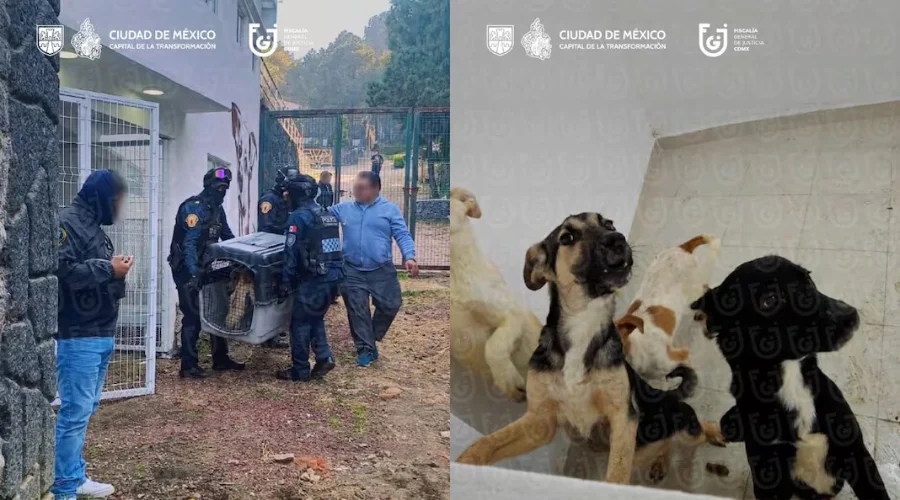 Rescate en Refugio Franciscano revela maltrato animal