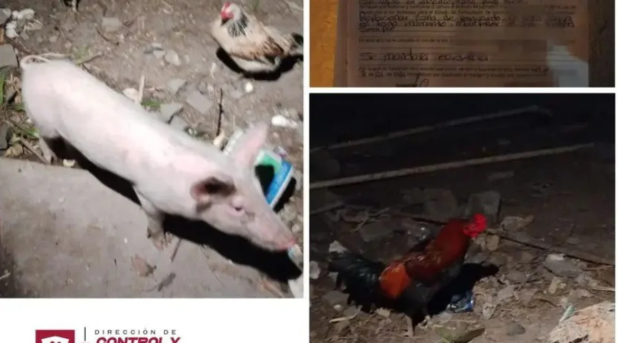 Revisan presencia de animales de granja en Hacienda Las Fuentes