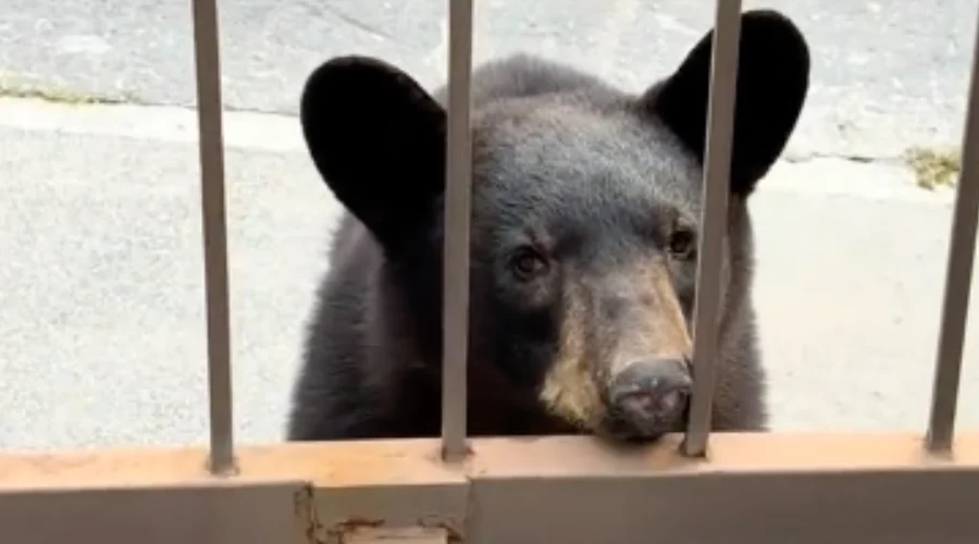 Denuncian ante Profepa tablas con clavos para ahuyentar osos en San Pedro 2 Tiene Antuna una sorpresiva visita un grupo de osos