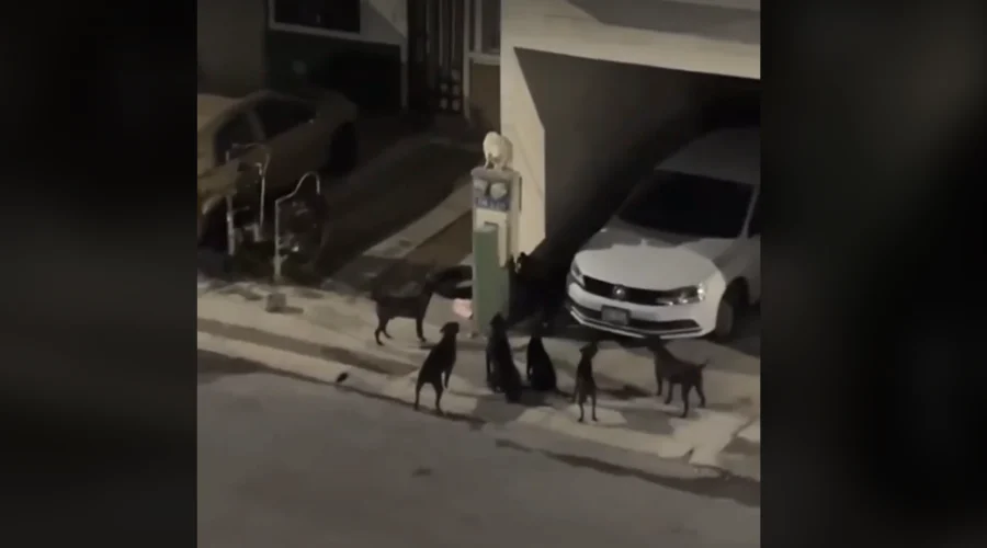 Vecinos denuncian presencia de jauría de perros agresivos en Santa Catarina