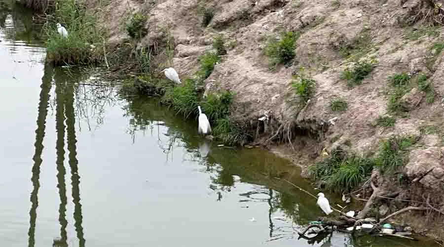 Regresan las garzas blancas a canal de Anzaldúas (VIDEO) 1 foto 33