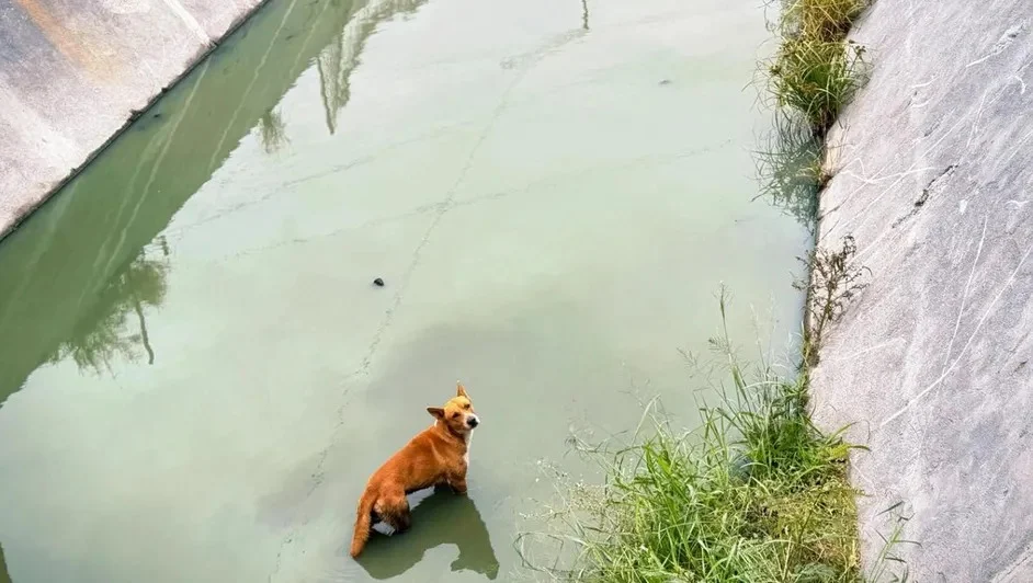 Rescatan a ‘lomito’ atrapado en canal 1 623828246 4440754926159457 5150833208190786727 n