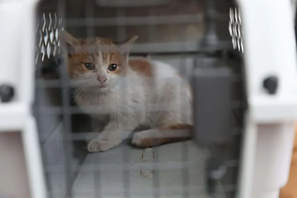Rescatan a gatito atrapado en drenaje de San Pedro 1 624382648 1299933061959578 849988677529531925 n