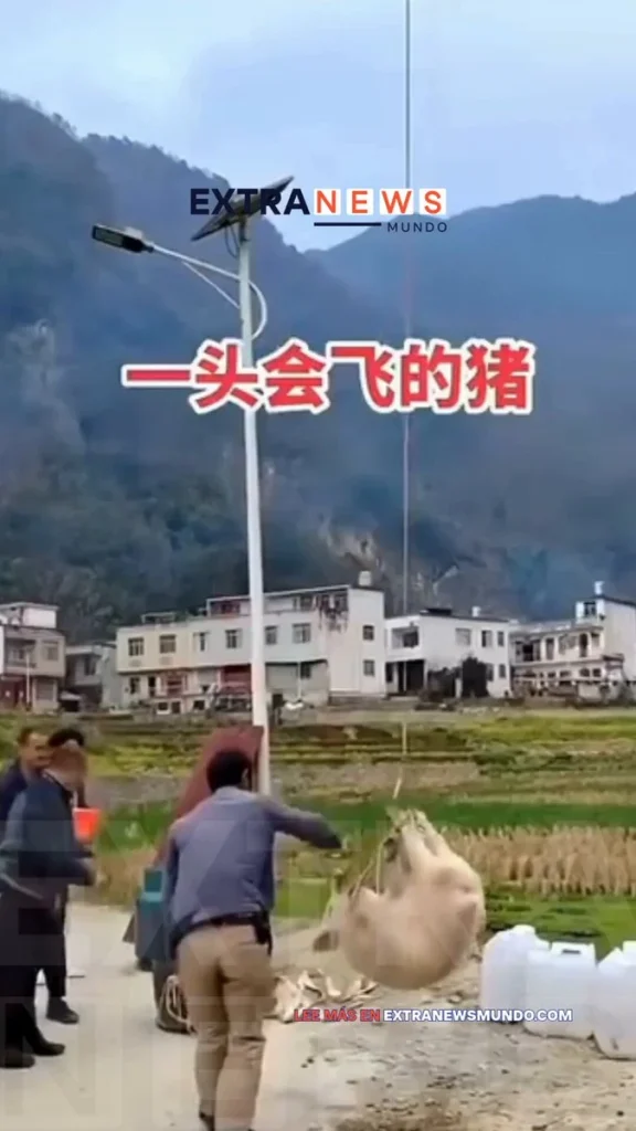 Cerdo volador provoca un apagón masivo en China 1 628385700 1362344632247571 7337952824515424391 n