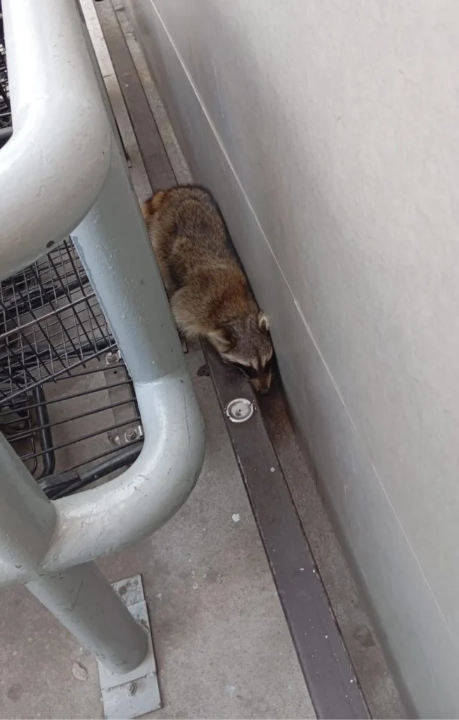 Rescata Bienestar Animal a mapache atorado 2 629328103 1192779232621350 6024380220621095832 n