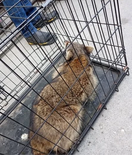 Rescata Bienestar Animal a mapache atorado 1 631734824 929308223018955 2135443656778462998 n