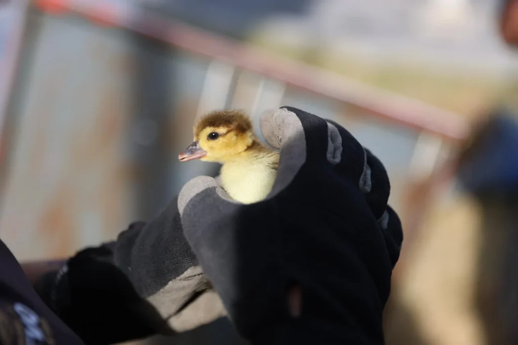 Rescatan a familia de patos que estaban en anuncio de tienda Soriana 1 636883737 801287969663483 6685037183617083104 n