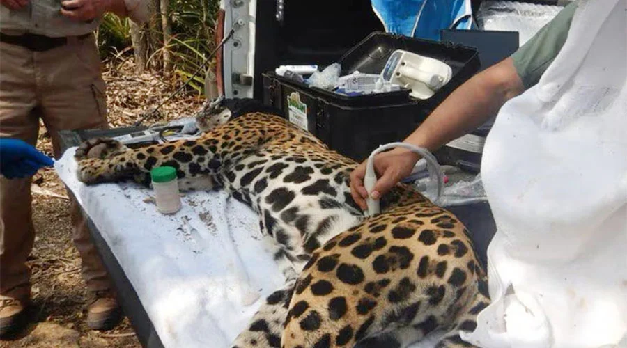 ADELITA JAGUAR
