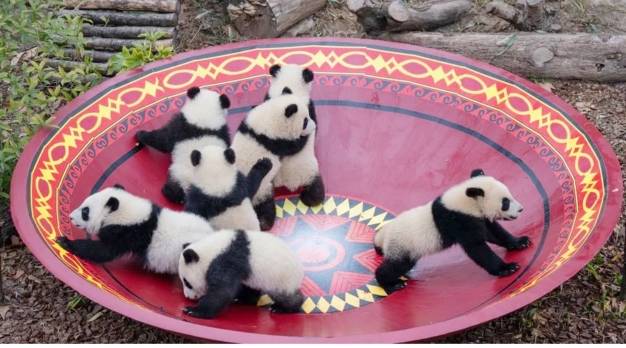 Treinta cachorros de panda reciben al Nuevo Año Chino (VIDEO) 1 PANDITAS 22