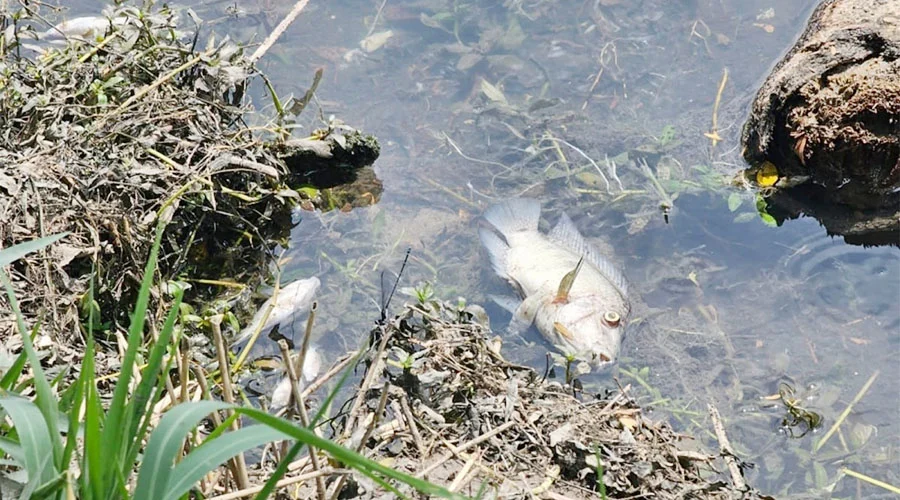 PECES