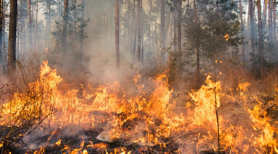 Protección Civil de Nuevo León aseguró que el estado se encuentra preparado para enfrentar la temporada de incendios forestales 2026, la cual inició en enero y se extenderá hasta agosto, informó e
