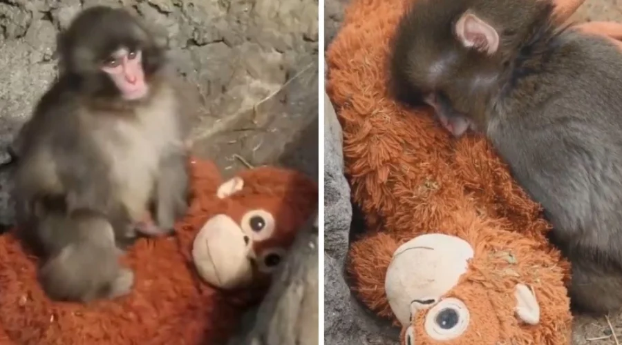 Punch, el mono bebé —macaco japonés— que se ha vuelto viral en redes sociales en los últimos días, por adoptar un peluche de orangután como su único amigo, ha recibido un abrazo de otro macaco de