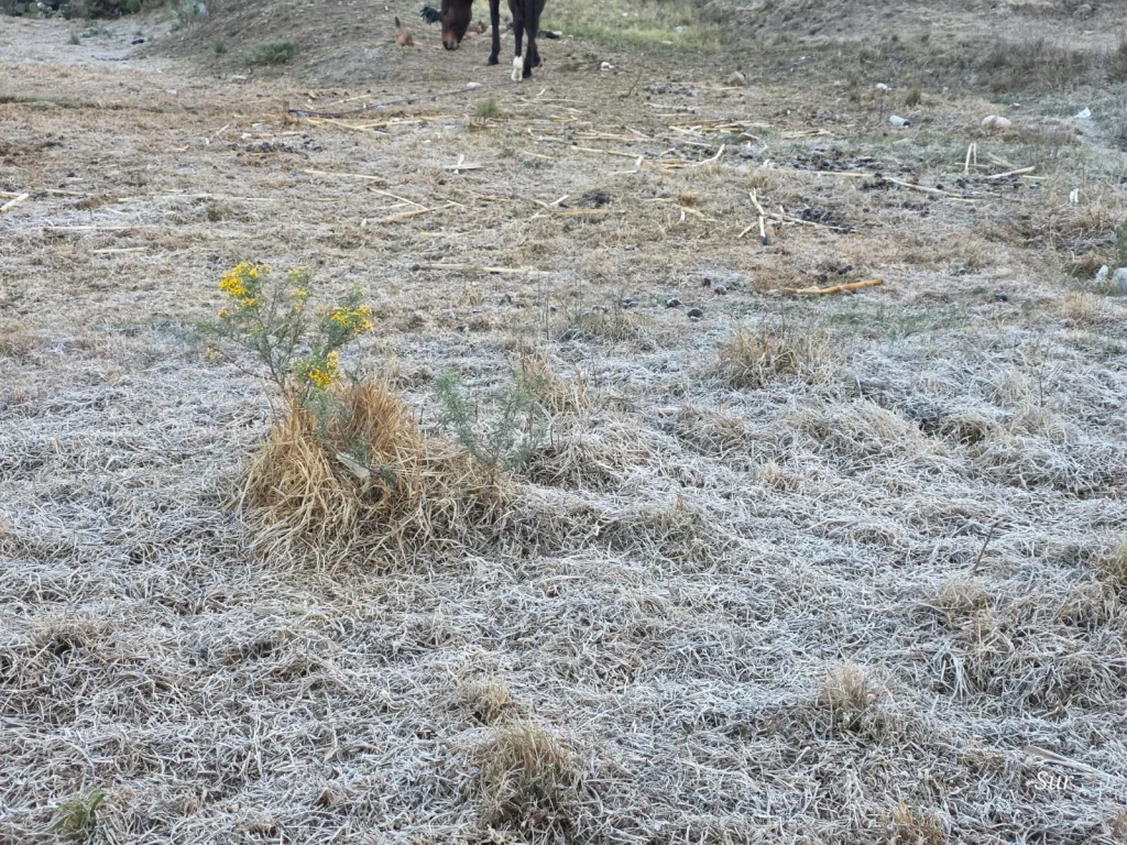 Reportan helada ¡en Galeana, Nuevo León! 1 655680229 3280472535458318 6089446287562224424 n