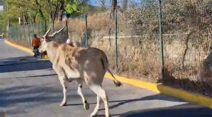 Capturan a antílope Eland que deambulaba por calles de Guadalupe 1 GUADALUPE 2nms
