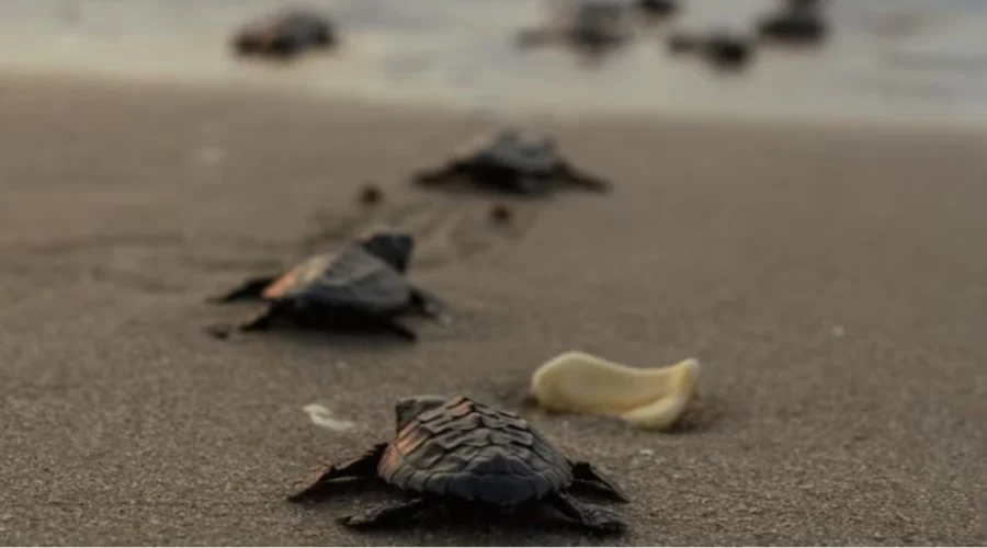 La Comisión de Parques y Biodiversidad de Tamaulipas informó sobre el registro de la primera anidación de tortuga lora (Lepidochelys kempii) de la temporada 2026 en la playa Tepehuajes, en el muni