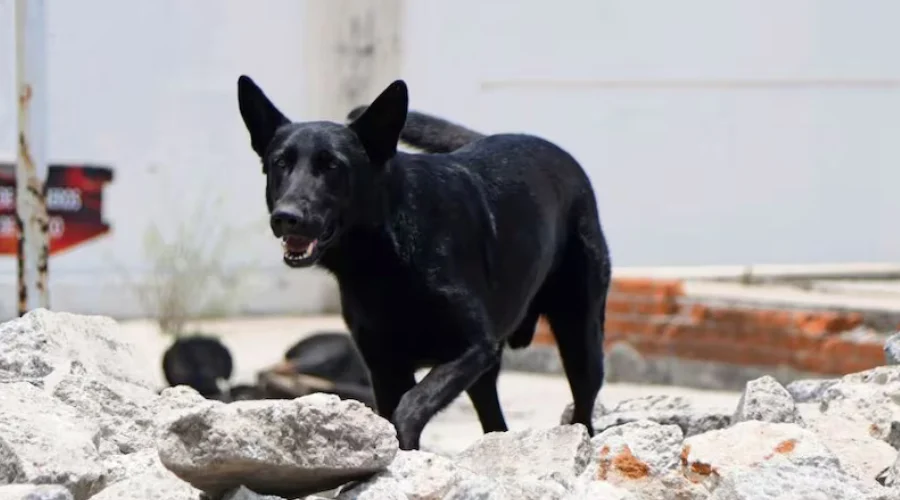 'Togo', perro rescatista, localiza a víctima en derrumbe