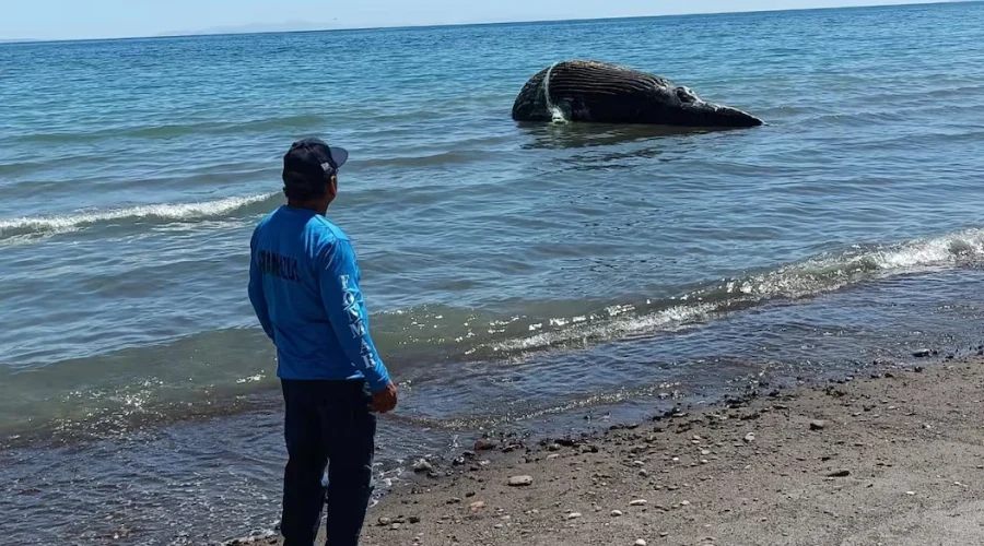 Una ballena jorobada fue localizada sin vida en la zona costera entre San Juan de la Costa y San Evaristo, al norte del municipio de La Paz, informaron autoridades estatales.
