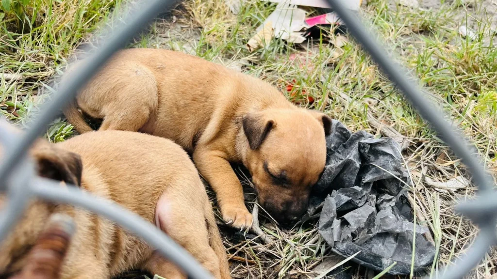 Alertan por fraudes en búsqueda de mascotas extraviadas 1 662169494 1478654337120381 315666851670823034 n