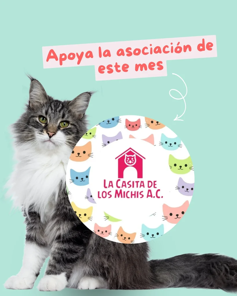 Casita de los Michis solicita apoyo urgente ante falta de alimento 1 666296169 942892098386352 2439436486721459283 n