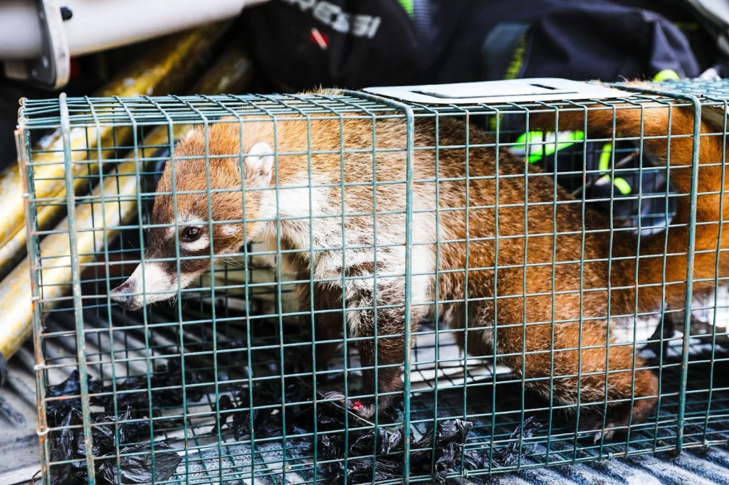 Capturan a coatí dentro del Tec de Monterrey 3 669487796 1381825423712137 1369762741903962076 n
