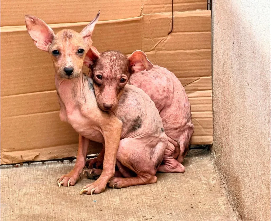 Ponen en adopción a perritos rescatados en Almendros 2 671468207 1566869692112747 1017493632343699702 n