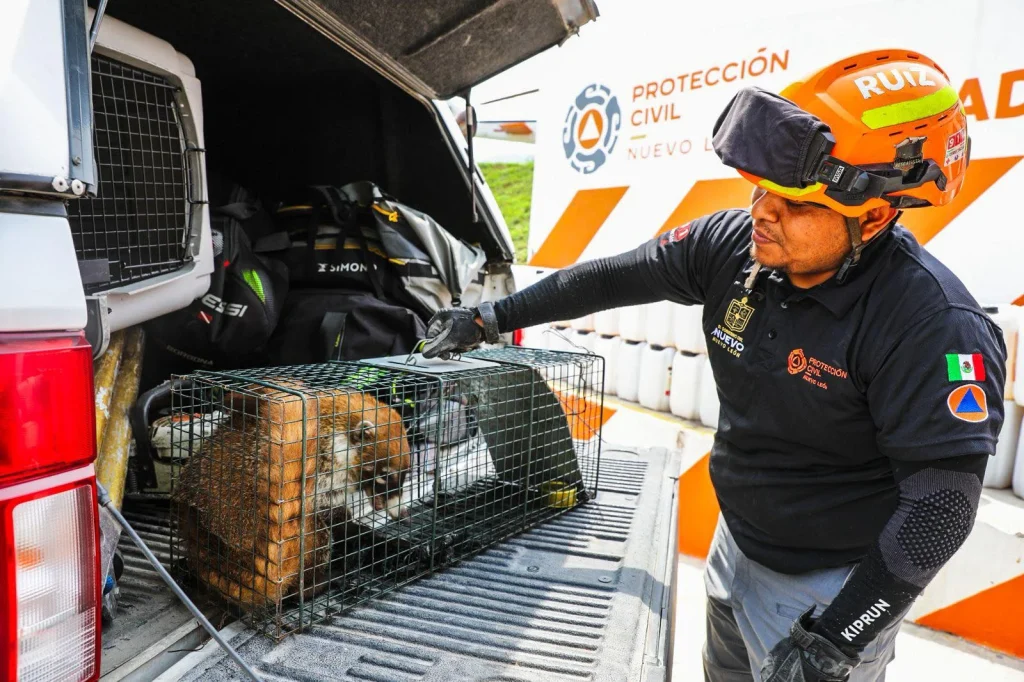 Capturan a coatí dentro del Tec de Monterrey 2 673515357 926940316843804 5930508651947579048 n