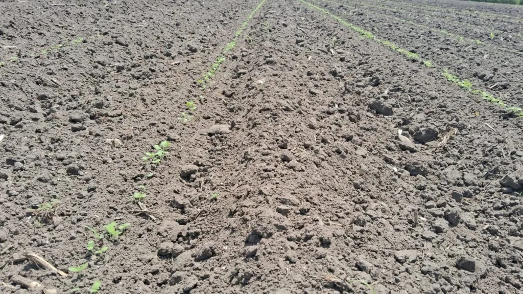 Ajonjolí la esperanza del campo tamaulipeco 1 676988039 887208454379446 6702941135784844809 n