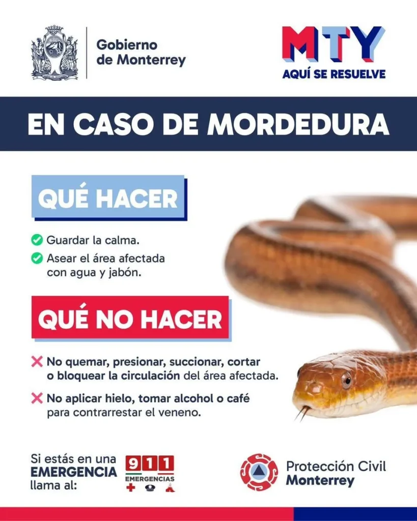 Alertan por avistamientos de serpientes durante época de calor 1 686967588 2014325279962119 750780677873570953 n