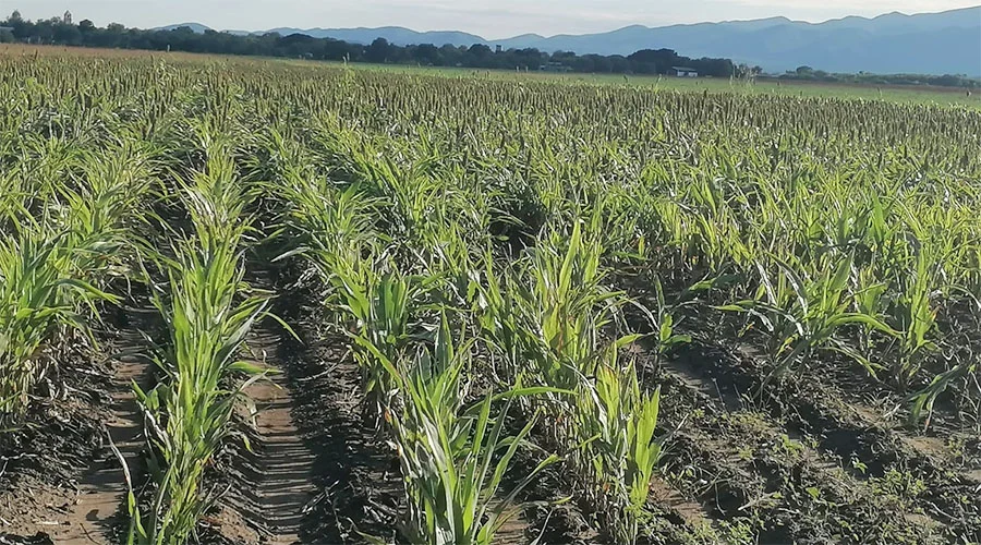 AGRICULTURA OK 1a