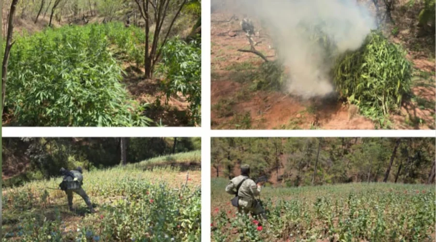 En recorridos de supervisión por la zona serrana de Badiraguato, el personal militar descubrió cuatro sembradíos de mariguana y uno de amapola, por lo que dio vista a la Fiscalía General de la Rep