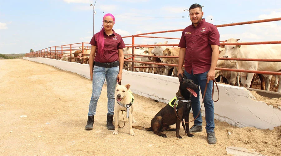 Avanza Tamaulipas en control del gusano barrenador con apoyo de binomios caninos 1 GUDSANO 222 bbb