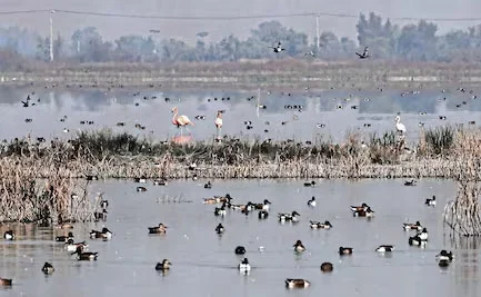 PATOS