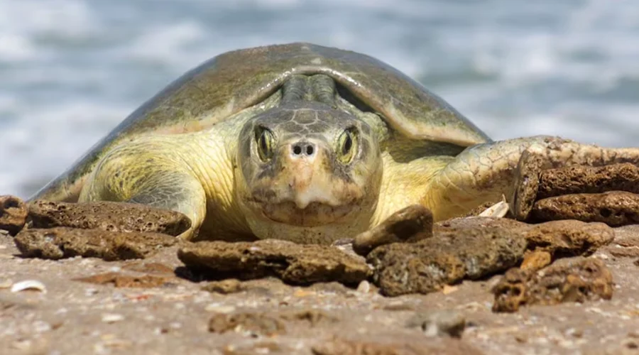 Resguardan más de 28mil huevos en campos tortugueros de Tamaulipas