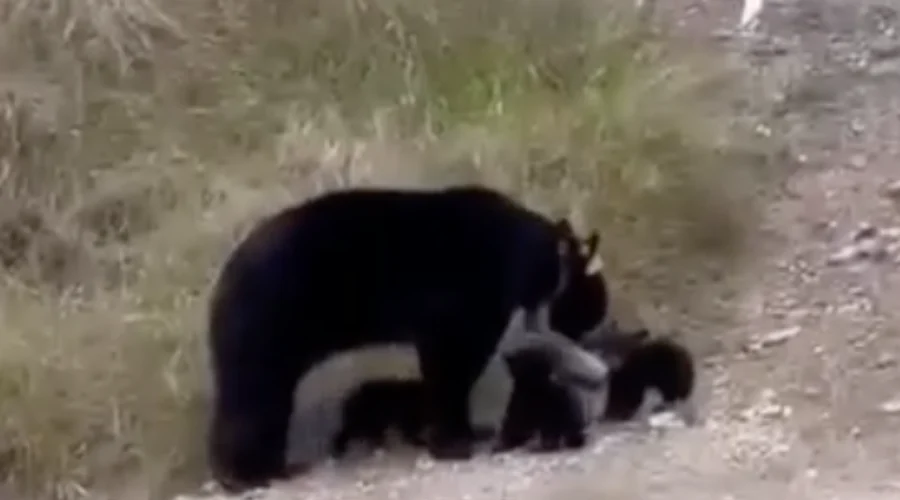 Una madre y tres cachorros de oso fueron captados cuando deambulaban por una zona de la colonia Sierra Alta, al sur de Monterrey.