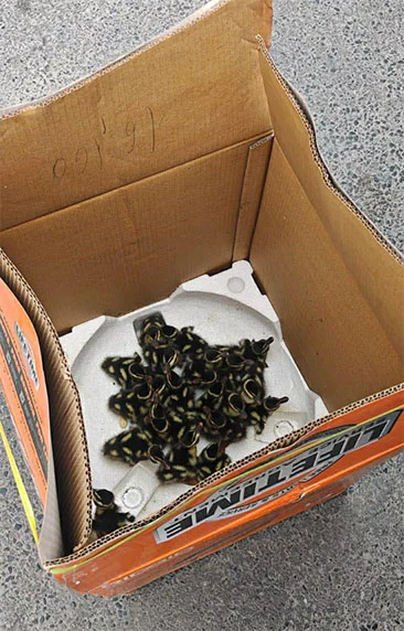 Rescatan a patitos atrapados en un taller de Monterrey 1 patitos 2bb2